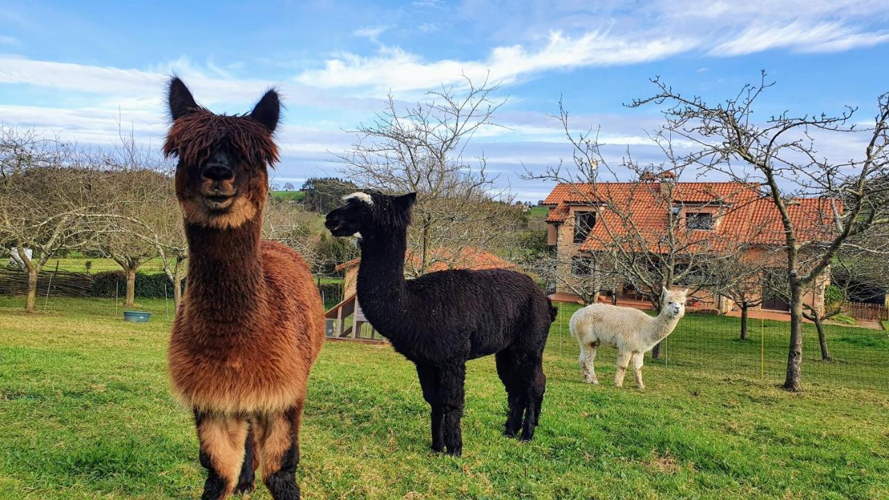 La Campa Hotel 3 Alpacas מראה חיצוני תמונה