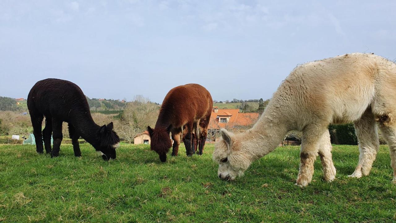 La Campa Hotel 3 Alpacas מראה חיצוני תמונה