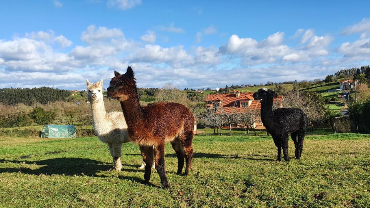 La Campa Hotel 3 Alpacas מראה חיצוני תמונה