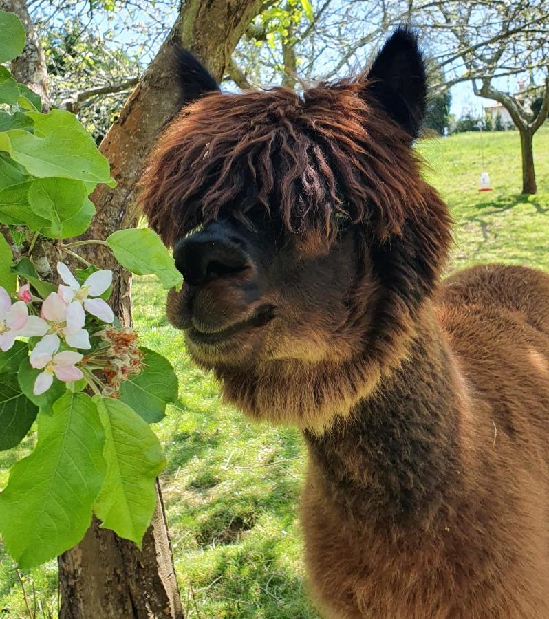 La Campa Hotel 3 Alpacas מראה חיצוני תמונה