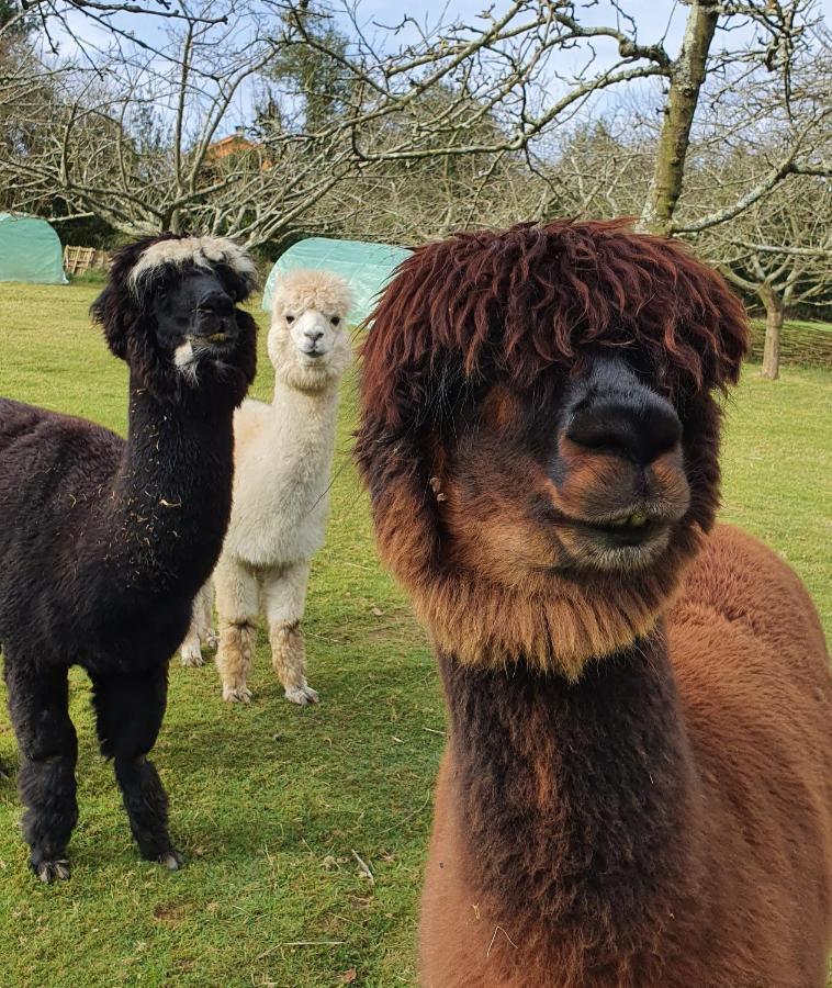 La Campa Hotel 3 Alpacas מראה חיצוני תמונה