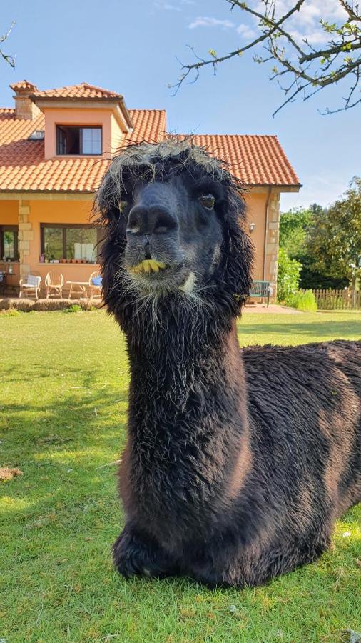 La Campa Hotel 3 Alpacas מראה חיצוני תמונה
